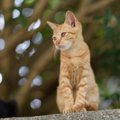 『野良猫』の寿命が短くなるのはなぜ？6つの要因