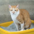 猫がトイレの外にウンチを飛ばしてしまう原因と対処法４つ