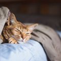 【獣医師監修】アビシニアンがかかりやすい病気4選！症状や遺伝性疾患、予…