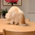 猫が机のうえで動きだしたかと思ったら…『とんでもない動き』が180万再生…