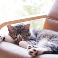 猫が人気の理由について、犬と徹底比較！