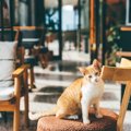 愛猫と一緒に来店も「ペットにやさしいカフェ」が中国各地で大人気　続々…