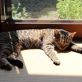 猫の習性から『和室』を守る方法5選　畳や障子を好む理由や清潔をキープす…
