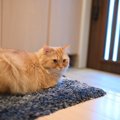 なぜバレる…愛猫が飼い主さんの『外出』に気づいてしまう3つのワケ　…