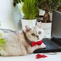 猫が『キーボード』の上に乗りたがる３つの理由と対策