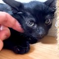 夏の終わりに保護された黒猫の赤ちゃん２匹→小さな体を撫でていると…思わ…