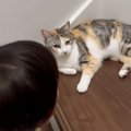 おしゃべり上手な『2歳の男の子』→大好きな『三毛猫』のもとに向かうと…素…