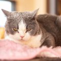 猫に悪影響！飼い主の日常的な危険行動４つ