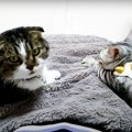 フミフミをする子猫とフミフミを我慢する先輩猫！