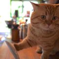 本格的な猫釣りが可能？！自ら釣られる猫ちゃん達