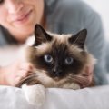 猫を『1匹飼い』する場合のメリット4選　多頭飼いが苦手な子も？迷っ…