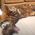 くねくねゴロンゴロン！甘えん坊な姿が可愛すぎる猫くん