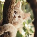 猫に鎖骨はある？体の柔らかさの仕組みや骨格の秘密を解説