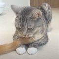 尻尾で猫ちゃんを釣る猫ちゃんに思わず笑っちゃう！