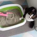 猫によくある『下痢の原因』3選　予防のために飼い主さんができることも