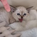 毎日のように威嚇していた『保護赤ちゃん猫』をお家に迎えて１年…心温まる…