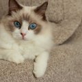 見た目が『似すぎている猫種』3選　見分けるポイントから魅力・特徴ま…