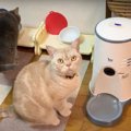 自分のお皿の前でごはんを待つ賢い猫ちゃん達！