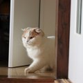 猫が『忍び足』をしたくなる4つのシーン　思わずコソッとしたくなるとき、…