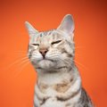 猫のことが好きすぎると『ついやりがちなNG行為』5つ　控えるべき理由や適…