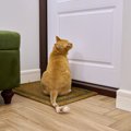 愛猫が『外に出たがってしょうがない』ときの4つの対処法　根負けして外に…