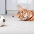 猫が遊びたがる『ボール』の特徴3選　夢中になるワケや遊び方のポイントま…