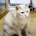 接触注意？！猫ちゃんのお怒りモード発動中