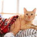 猫が『飼い主さんのうえに乗りたがる』のはなぜ？4つのワケ　もしかし…