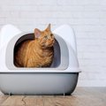 猫に多い「ストルバイト結石」知っておくべき知識3選　原因やなりやす…