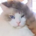 一緒にくつろいでいた『2匹の猫』を見ていると…あまりにも『理不尽すぎる…