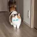 飼い主と遊ぶ猫→おもちゃを遠くの方に投げてもらうと…犬のような行動が37…