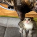 子猫ちゃんが心配で探し回る優しい先輩猫ちゃん♡