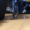 猫が飼い主を探しまわる５つの理由