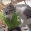 大胆！立ち食いそばならぬ、立ち食い猫草♪むしゃむしゃ食べる猫ちゃん