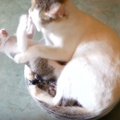 猫の親子って最高♡甘々なお母さん猫＆子猫たちの動画集めました！