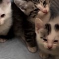 保護された初日、警戒していた3匹の子猫→眠気に襲われて…キュンとくる…