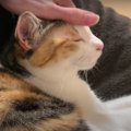 【至福の時】猫ちゃんが奏でるヒーリングソング♪