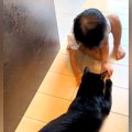 黒猫と仲良くしたい様子の赤ちゃん→優しく受け入れて…ずっと見ていた…