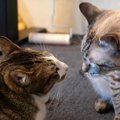 『譲れない時もあるニャ』猫ちゃんの負けられない戦い！