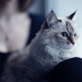 猫がやきもち焼いてる時の６つの行動