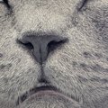 眠っているネコの『顔』を見たら…衝撃的すぎる光景に３万いいねの反響「ギ…