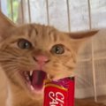 激しく威嚇する保護猫に『おやつ』を差し出してみると…まさかの展開が…