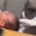 生まれたばかりの『赤ちゃん』→猫がクンクンと匂いを嗅いだ、次の瞬間…ま…