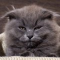 眠いのを我慢してる時に猫がする9つの行動