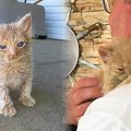 野良猫が連れてきた子猫…託された男性のもとで美猫へ成長！