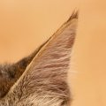 猫はどれくらい『耳がいい』？猫たちのすごい聴力にまつわる3つのトリ…