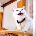 クセがすごい？クラッキングや遊び方に個性があらわれる猫さんたち！