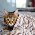 猫の体調管理は大丈夫？冬から春にかけて注意したい4つの事