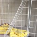 朝起きてケージを見ると子猫の姿がない→慌てて探した結果…まさかの『隠れ…