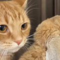 仲がいいうさぎの背後にいる猫が、次の瞬間…あまりにも尊すぎる『まさかの…